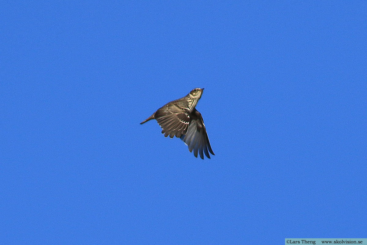 Trädlärka, Lullula arborea